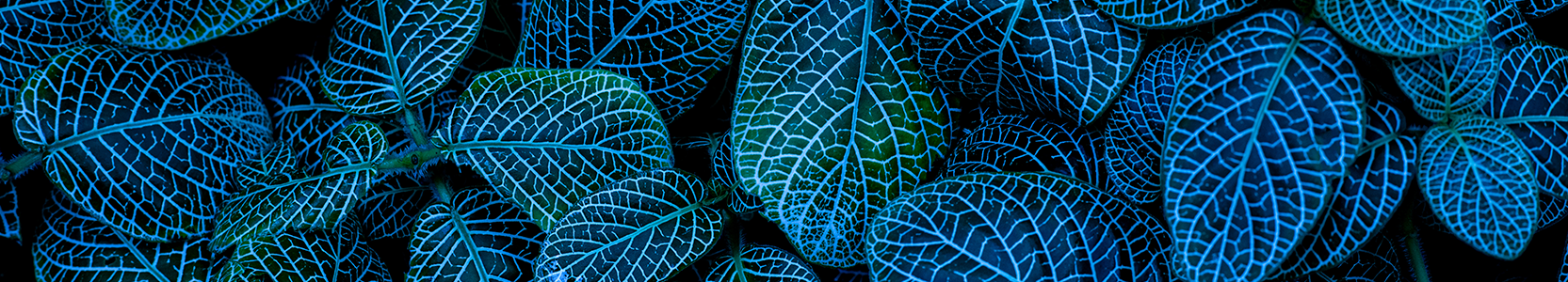 Credit And Fixed Income